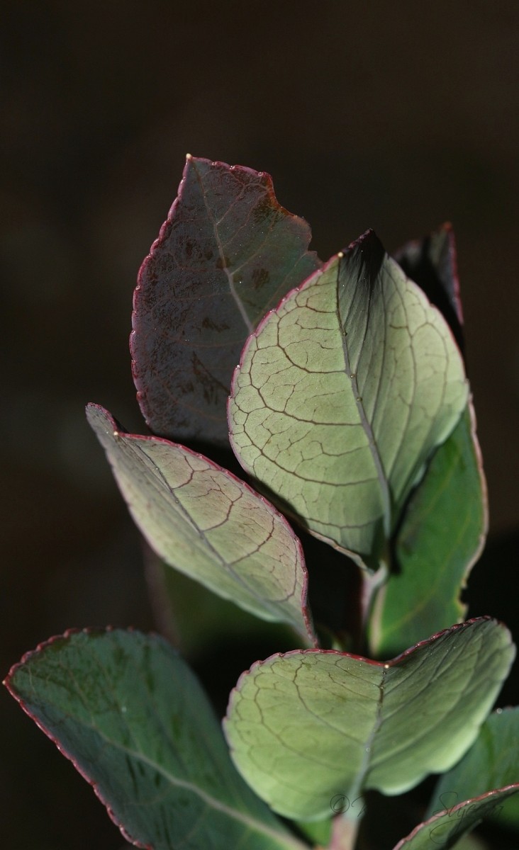 Vaccinium symplocifolium (D.Don ex G.Don) Alston